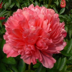 Paeonia  Lorelei