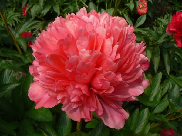 Paeonia  Lorelei