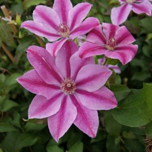 Clematis Love Jewelry