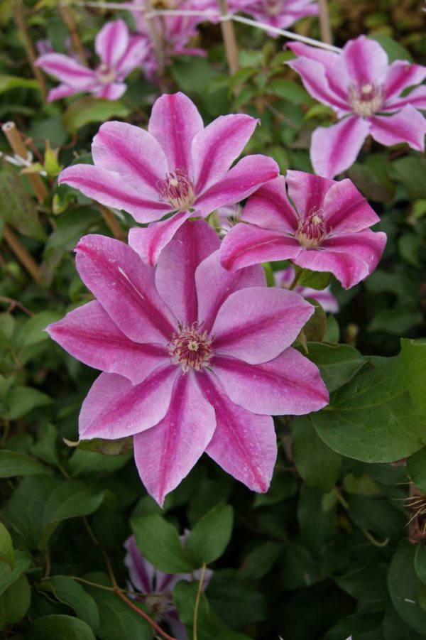 Clematis Love Jewelry