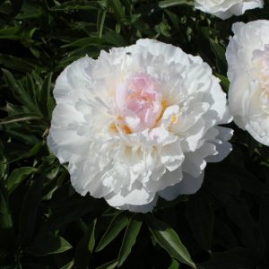Paeonia  Love's Touch