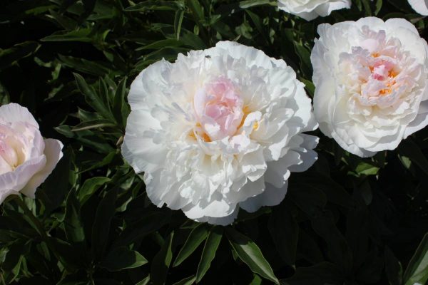 Paeonia  Love's Touch