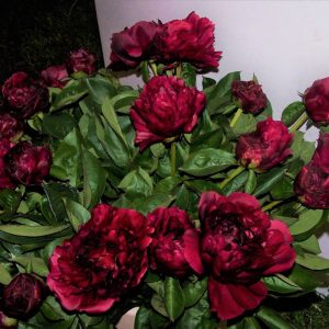 Paeonia  Lowell Thomas