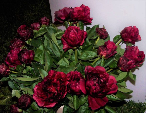 Paeonia  Lowell Thomas