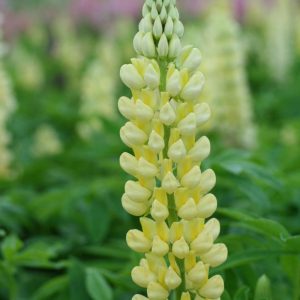 Lupines