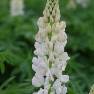 Lupinus Noble Maiden