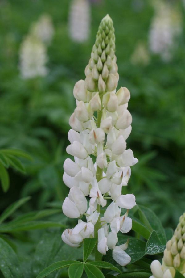 Lupinus Noble Maiden