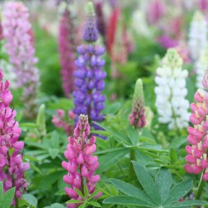 Lupinus Russell Hybrids