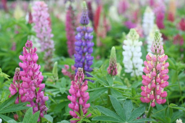 Lupinus Russell Hybrids
