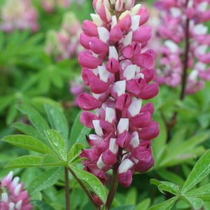 Lupinus The Chatelaine