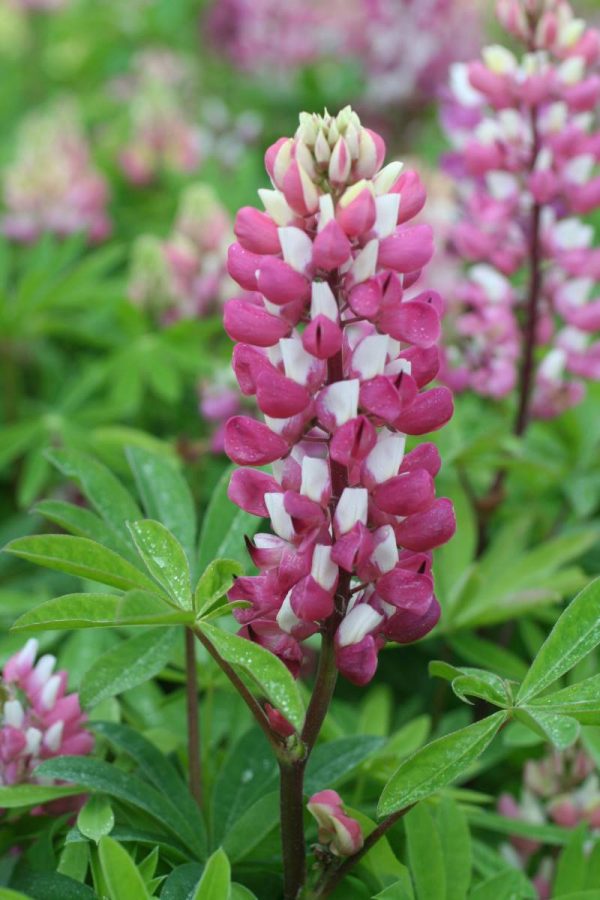 Lupinus The Chatelaine