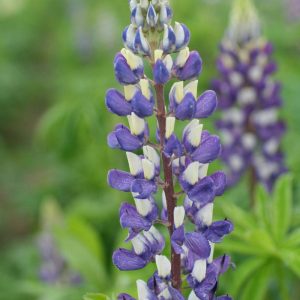 Lupinus The Governor