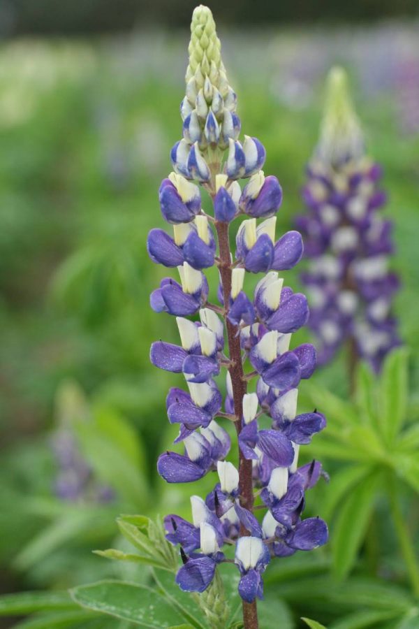 Lupinus The Governor