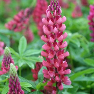 Lupinus The Pages