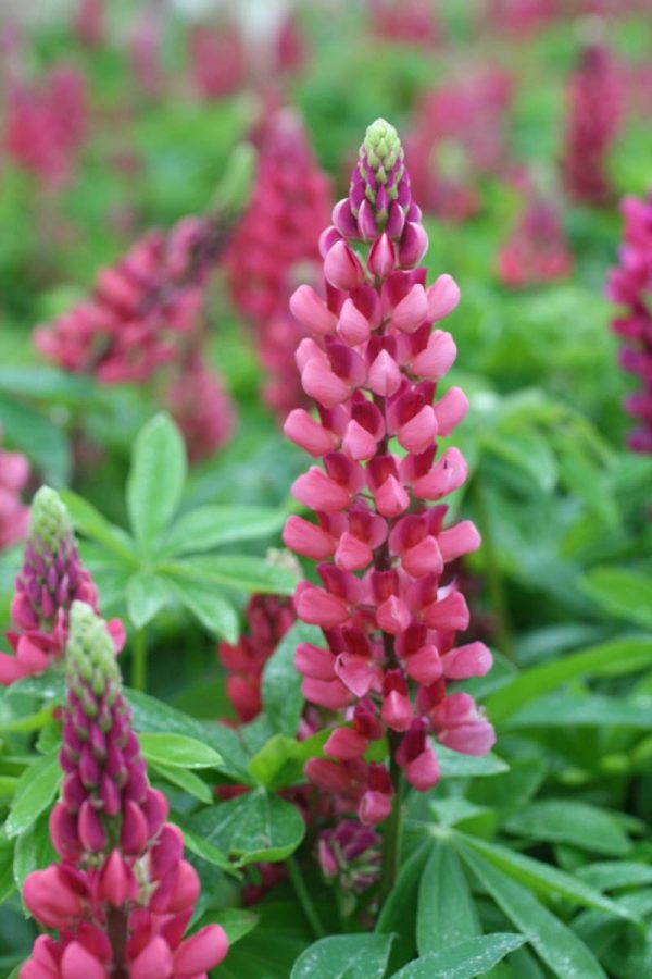 Lupinus The Pages