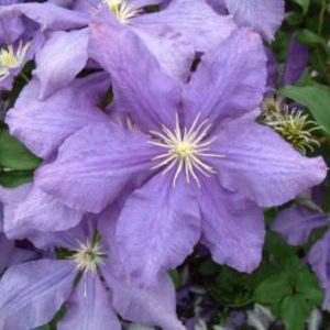 Clematis Luther Burbank
