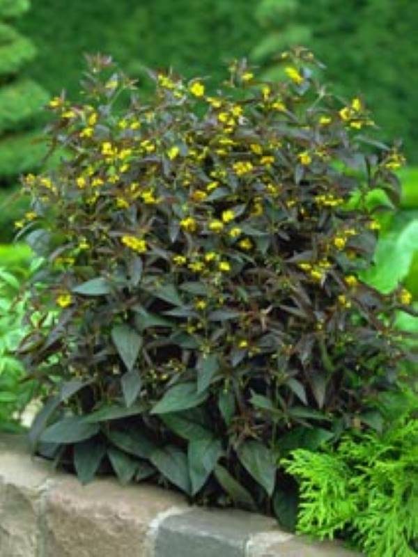 Lysimachia ciliata Fireceacker