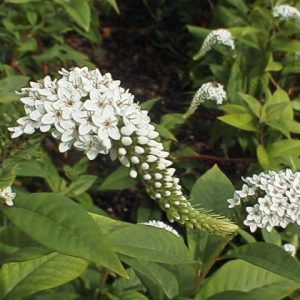 Lysimachia