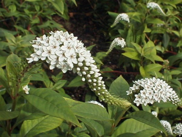 Lysimachia cletroides