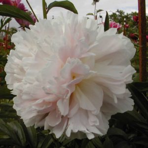 Paeonia  Marie Crousse