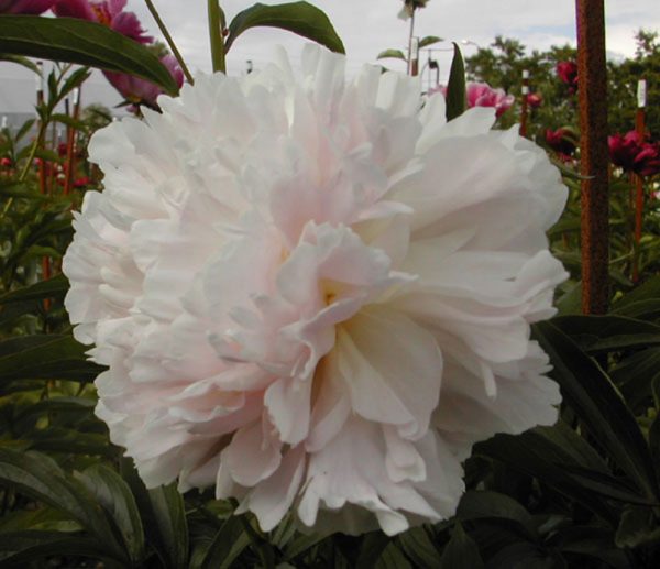 Paeonia  Marie Crousse