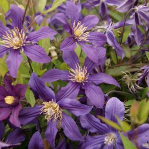 Clematis Missisippi River®