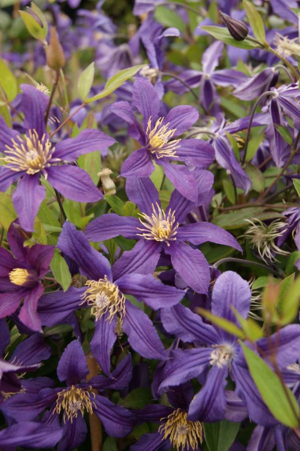 Clematis Missisippi River®