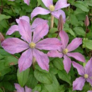 Clematis Madame Baron Veillard