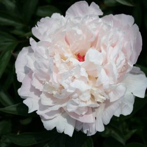 Paeonia  Madame Calot