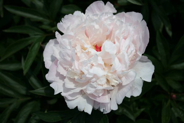 Paeonia  Madame Calot