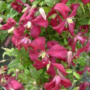 Clematis Madame Julia Correvon