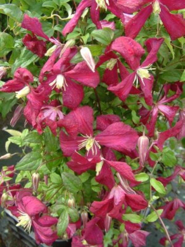 Clematis Madame Julia Correvon