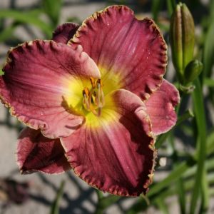 Hemerocallis Magic Obsession