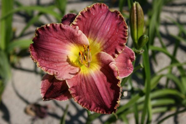 Hemerocallis Magic Obsession