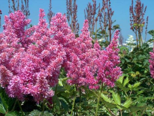 Astilbe Mainz