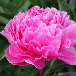 Paeonia  Mammoth Rose