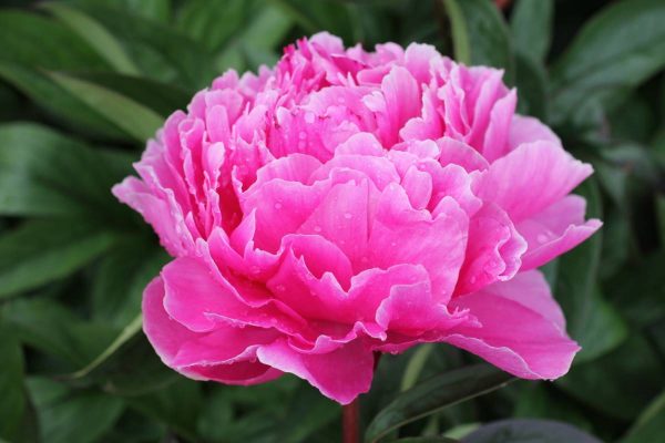 Paeonia  Mammoth Rose