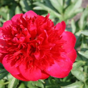 Paeonia  Many Happy Returns