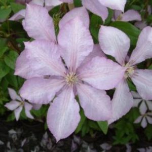 Clematis Margaret Hunt
