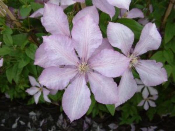 Clematis Margaret Hunt