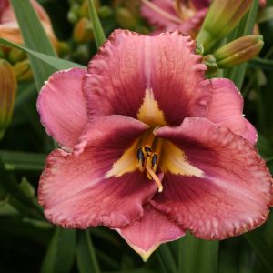 Hemerocallis Mask of Time