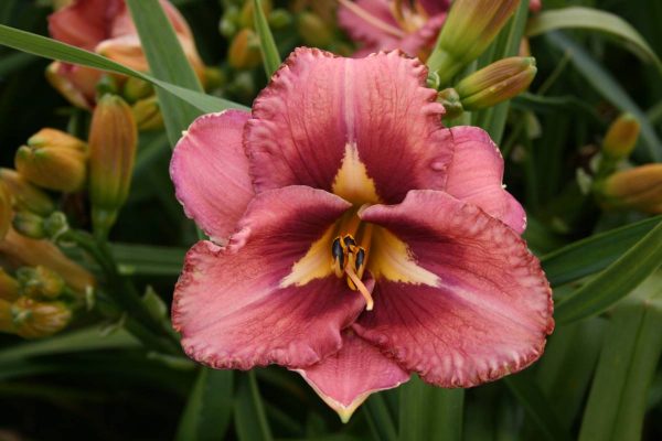 Hemerocallis Mask of Time