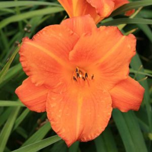 Hemerocallis Mauna Loa