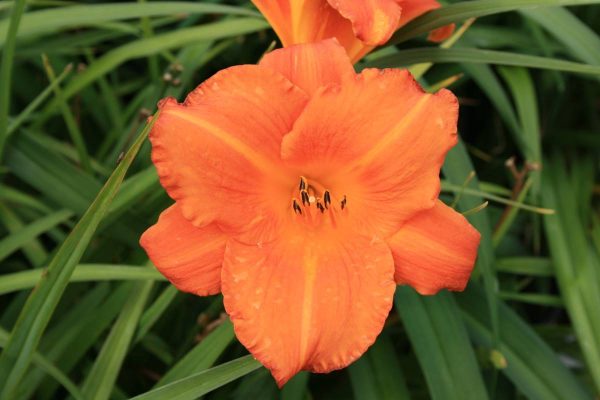 Hemerocallis Mauna Loa