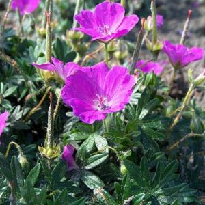 Geranium sanguineum Max Frei