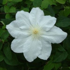 Clematis Mevrouw Le Coultre