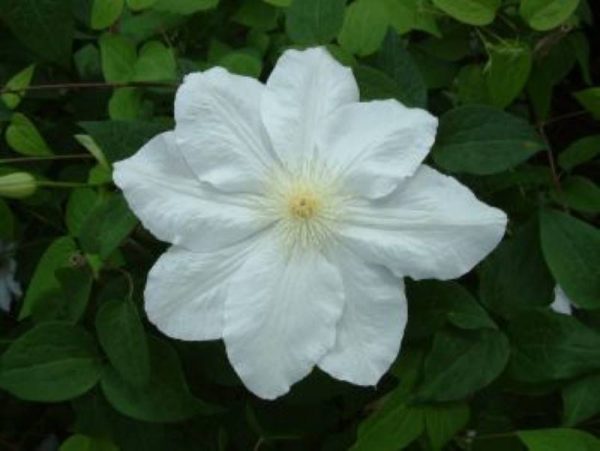 Clematis Mevrouw Le Coultre
