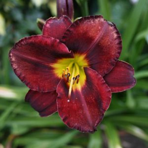 Hemerocallis Midnight magic