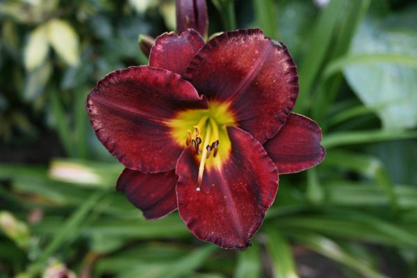 Hemerocallis Midnight magic