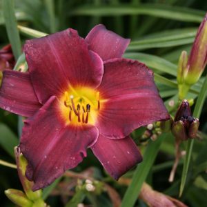 Hemerocallis Minstrel Boy